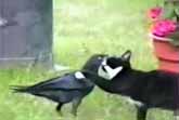 Cats Vs Crows