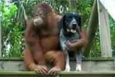 Orangutan And Dog