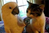 Cat Parrot