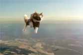 Cat Skydiving